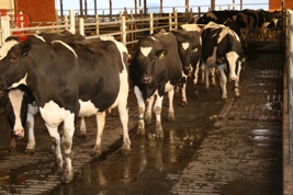 为什么泥泞和太硬的地面都不利于奶牛健康养殖？