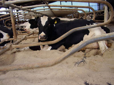 【奶牛卧床】怎样设计才能使牛更加舒适？哪些材料适合奶牛卧床使用？